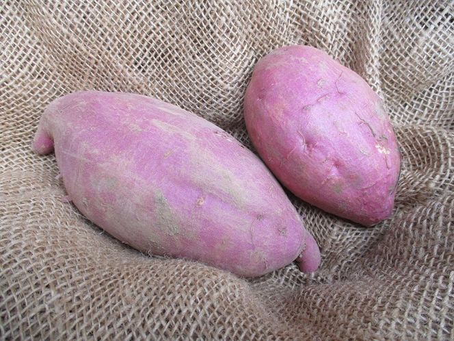 糖化熟成さつまいも(太白芋)　約6kg｜栃木県 益子町 ふるさと納税 里山 熟成 さつまいも 太白芋 プレミアム 蜜芋（AU001-4）