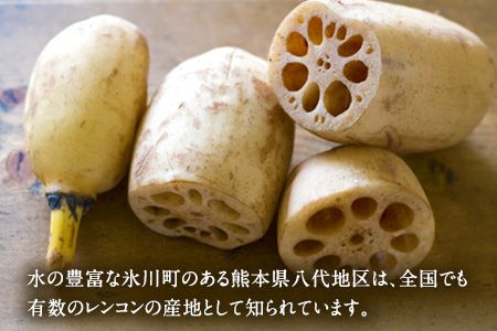 レンコン 約3kg 熊本県氷川町産 道の駅竜北《11月下旬-3月末頃出荷》 蓮根 根菜 きんぴら 熊本県氷川町---sh_cmitiren_cf113_r7_13500_3kg---