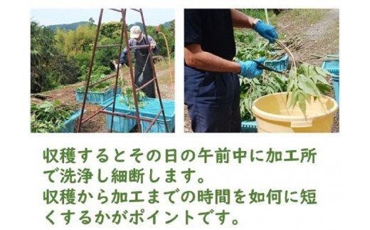 【F09002】日本山人参（ヒュウガトウキ）粉末　本場大分県産