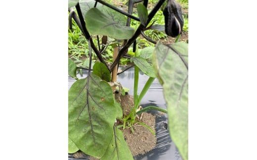 159-2024-02　【冷蔵便】季節のこだわり野菜セット 野菜詰め合わせ（春野菜 夏野菜 ハーブ など）