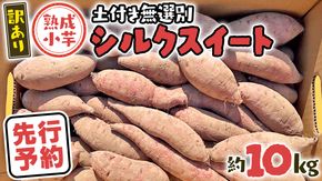 【 先行予約 2025年11月下旬以降発送 】【 訳あり 】 八千代町産 熟成 小芋 シルクスイート 生芋 土付き 10kg さつまいも サツマイモ 芋 イモ ふるさと納税 6000円 訳アリ [AX050ya]