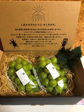 【先行予約】【9月中旬〜10月上旬発送】大粒 シャインマスカット 2〜3房 約1kg 以上 1081002