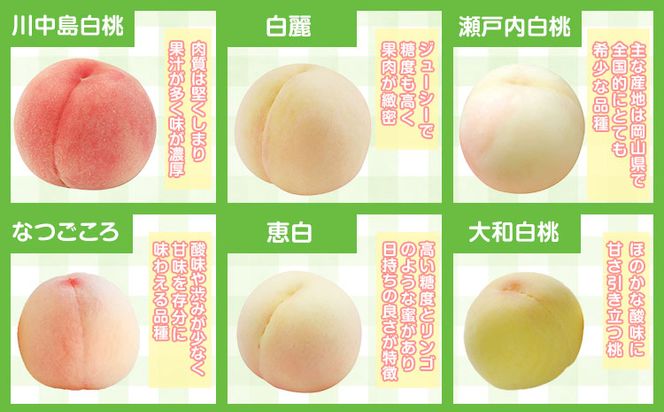 【先行予約】 岡山県産 岡山白桃  6玉 (240g以上) 【配送不可地域あり】 《7月上旬-8月下旬頃出荷》 岡山県 矢掛町 桃 もも 白桃 果物---osy_chbf3_ak7_26_23000_6---