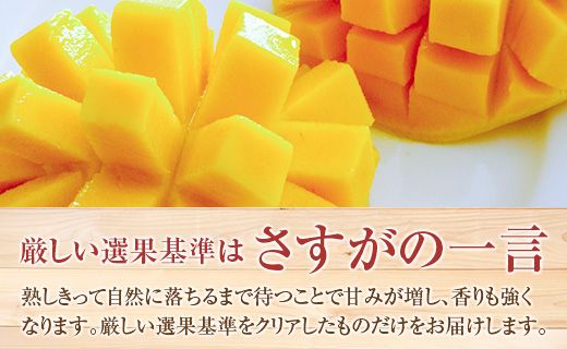 宮崎県延岡市産　自慢の「完熟マンゴー」　3L×2個（2024年5月上旬発送開始）　N026-ZB221