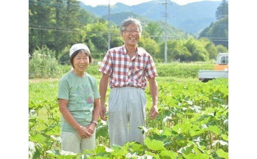OGAWA'N　野菜セットの定期便（6ヵ月連続） [JA埼玉中央 埼玉県 小川町 137]