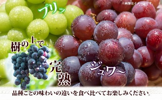【粒】訳あり ぶどう 詰め合わせ 2品種以上 計1.5kg 177-017