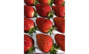 460.和歌山のいちご「大粒まりひめ」４パック(A460-2)