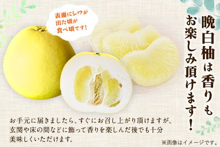 森田果樹園の晩白柚 1玉 森田果樹園《12月中旬-2月末頃出荷》果物 フルーツ サボン 熊本---hkw_mtk_4_1t---
