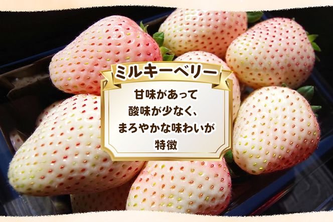 栃木初の白いちご「ミルキーベリー」560g《12月中旬より順次発送》｜いちご 苺 イチゴ フルーツ 果物 産地直送 [0567]