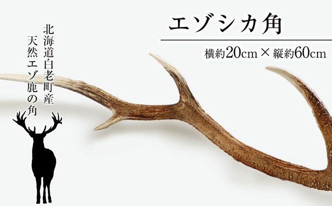 北海道産】蝦夷鹿の角（特大サイズ 約70cm）1組2本 - その他