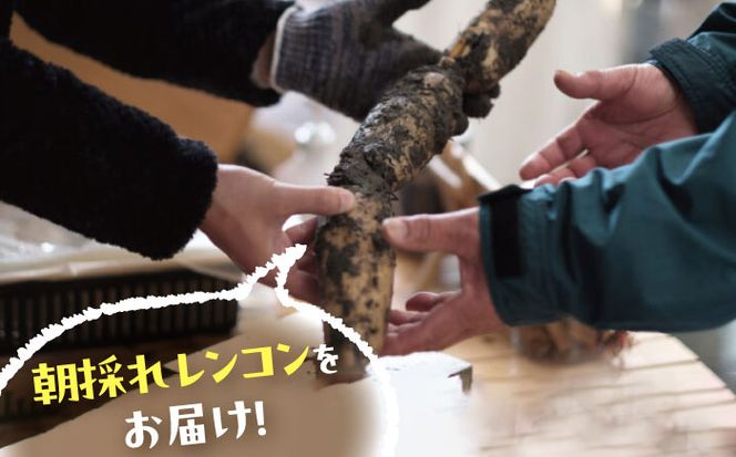 【先行予約】＼毎年9月より順次発送／＼TVでも紹介された！！/ 産地直送！朝採れ土付き鍬掘りレンコン 2kg 野菜 れんこん 蓮根 愛西市 / レンコン兄弟 [AECL001]