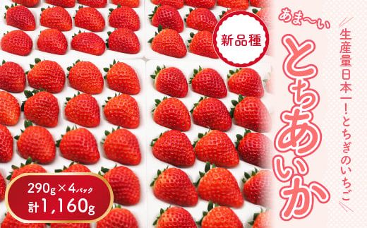 [先行予約][数量限定]とちあいか 290g×4パック|いちご イチゴ 苺 真空パック ※2025年11月上旬頃より順次発送予定