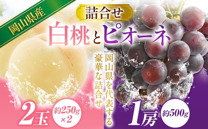 岡山産白桃とピオーネの詰合わせ もも 桃 白桃 葡萄 ブドウ ぶどう ピオーネ フルーツ セット 令和6年産先行予約 《7月上旬-8月上旬頃出荷(土日祝除く)》  晴れの国おかやま館 フルーツ 果物 果実 岡山県 笠岡市---A-109b---