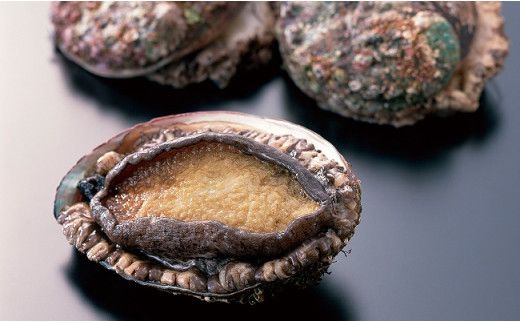 【期間限定11月～12月発送】【配送日・曜日指定不可】活アワビ約500g（4個前後）/約1kg (8個前後)　