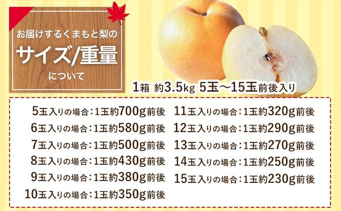 【2025年 先行予約 】 梨 くまもと梨 梨 秋 旬 なし 幸水 豊水 先行 果物 くだもの フルーツ ナシ 梨 先行予約 送料無料 あきづき 甘太 新高 新興 約3.5kg 5玉～15玉前後 熊本県産【着日指定不可】《2025年8月下旬‐11月中旬頃より順次発送》旬 果物 お取り寄せ---fn_cngsnasi_h811_r7_10500_3500g---