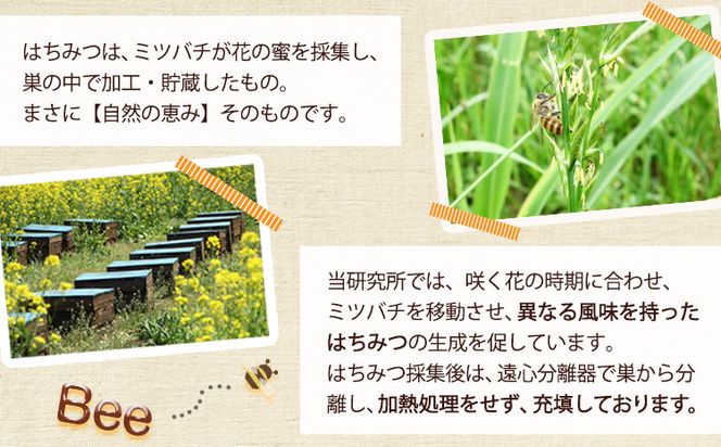 熊本県御船町産 純粋はちみつ600g 御船町観光協会《30日以内に出荷予定(土日祝日除く)》 国産 山野蜜 緒方ミツバチ研究所---mifune_imk_1_600g---