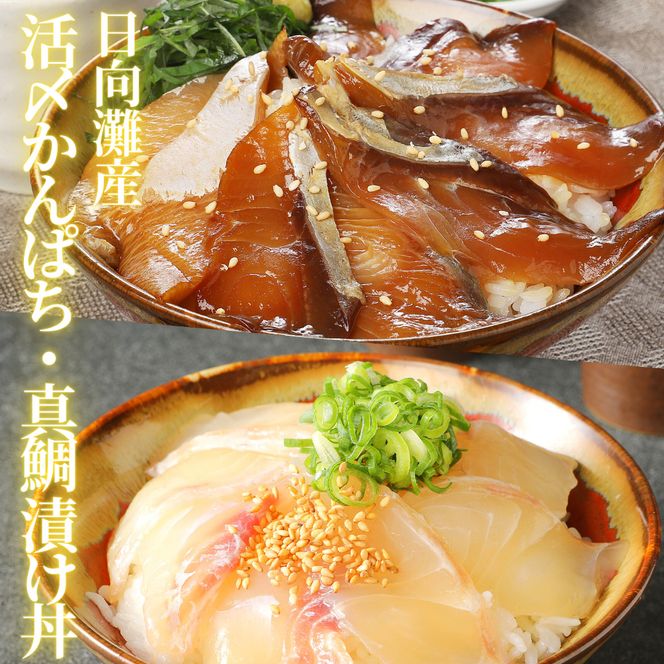 【冷凍】日向灘真鯛とかんぱちの漬け丼2種食べ比べセット　100g×8袋　N019-ZB232　請関水産