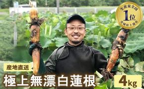 【先行受付】野口れんこん 茨城県産 極上無漂白蓮根4kg | 茨城県 蓮根 れんこん レンコン ハス 根菜 シャキシャキ 甘い 産地直送 産直　※離島への配送不可　※2024年7月中旬頃より順次発送予定