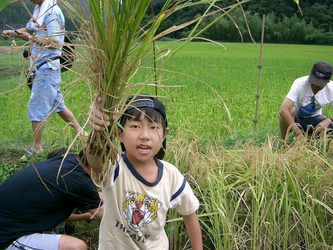 【12回定期便】＜アスカ有機農園＞京都 丹波 こだわり 米 5kg × 12ヶ月（毎月お届け）計60kg 《令和6年産 米 特別栽培米》