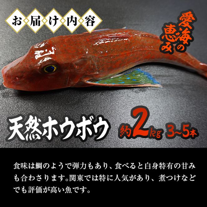 天然 ホウボウ (約2kg・計3-5本) 直送 産直 漁師 魚 鮮魚 天然 ホウボウ 魴ぼう 白身魚 獲れたて 刺身 煮つけ 塩焼き 冷蔵 豊後水道 鮮魚 大分県 佐伯市 豊後水道 鮮魚 愛海の恵み【CS10】【 (有)丸昌水産】