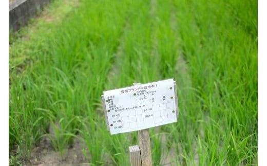 【令和7年産(特別栽培米)】曽爾村ブランド米(コシヒカリ)5kg2袋(白米) /// 新米 予約 コシヒカリ 奈良 奈良県 ブランド米 有機 特別栽培米