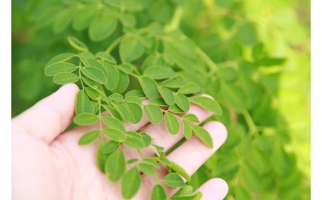 【沖縄ウスリファーム】よみたんモリンガ青汁（２箱セット）