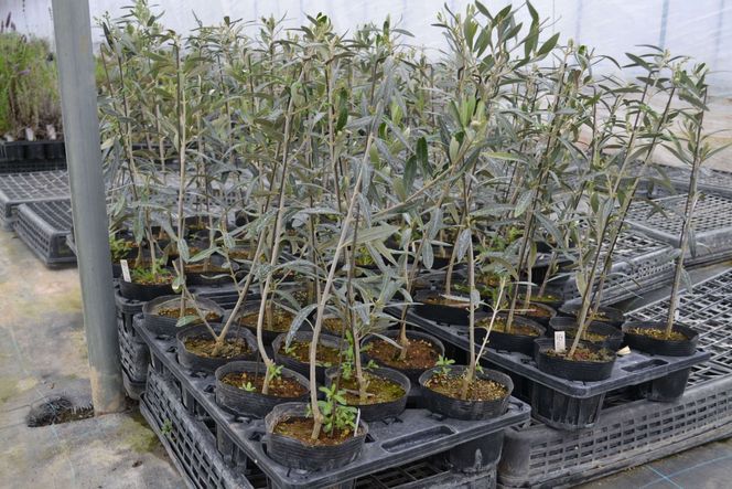 【ハーブショップYOU'樹】オリーブの苗セット 4号鉢 4本 SWBE003