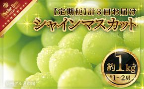 【定期便】シャインマスカット 定期便 全3回 約1kg×3回 (9月～11月の各月にお届け)《信州グルメ市場》■2025年発送■※9月上旬頃～11月中旬頃まで順次発送予定