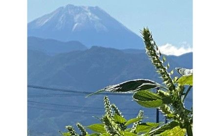 金のしずく（食用エゴマ油）110g　1本組Aタイプ SWAU001