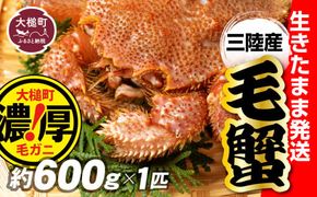 【令和7年発送】三陸産！活毛ガニ 600g×1杯【2025年2月〜4月発送】【配送日指定不可】【0tsuchi01041】【08】