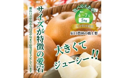 【先行予約】令和8年発送 /辰口農園の橋上梨約5kg(品種:愛宕)_1303R