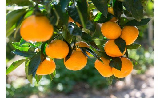 [秀品]和歌山有田みかん約5kg(SまたはMサイズ) ★2026年11月中旬頃より順次発送［TM97w］ BZ055