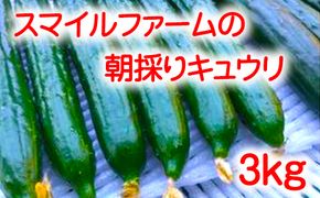 朝採りきゆうり4kg【FM01U1】