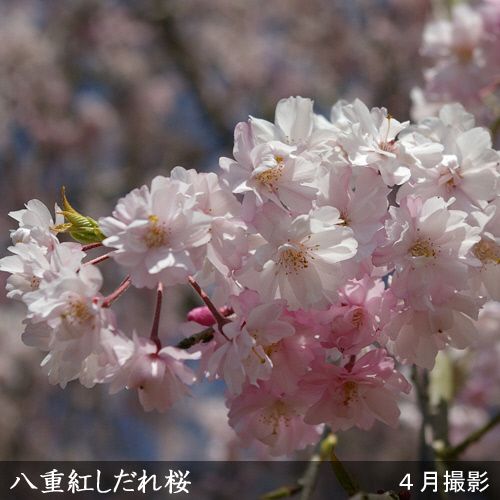 ＜すだ農園＞2年生 苗木◇サクラ(桜) 八重紅しだれ桜[地掘苗 2023年] ※2024年11月中旬～2025年4月下旬頃に順次発送予定 ※北海道・沖縄・離島への配送不可