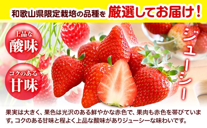 いちご まりひめ 約500g ( 250g × 2パック ) お試し パック 苺 イチゴ JAわかやま 紀の里地域本部《2026年2月中旬-3月末頃出荷》 和歌山県 紀の川市 青果物 果物 くだもの フルーツ スイーツ---wsk_cjak25_2c3m_24_8000_500g---