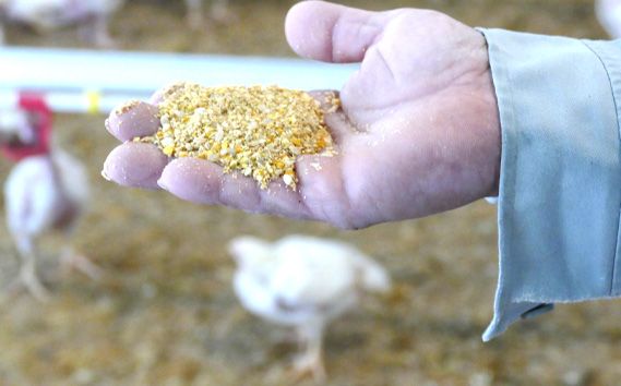 冷凍　恵那どり　ささみ　バラ凍　1kg [No.916]