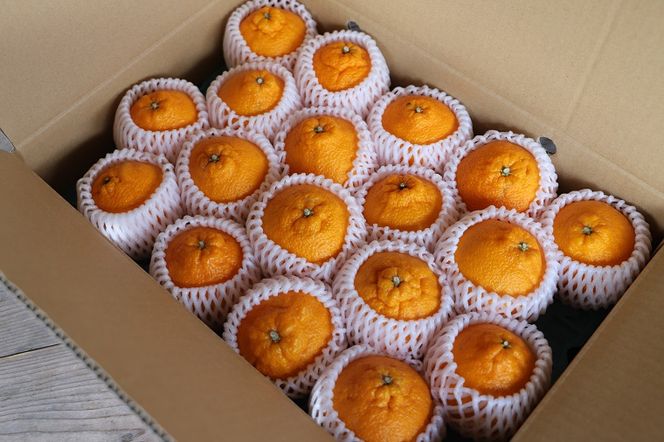 【CF】厳選！市原さんちの不知火(しらぬい)　1箱(15玉〜24玉入り)　※2026年3月中旬頃から発送　※離島不可 ---sanagouchi_ine_1_1hk---