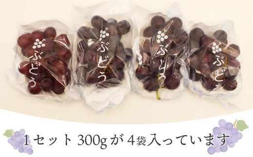 【2026年収穫分 先行予約】【JAむなかたより】巨峰1.2kg【JAほたるの里】_HA1476