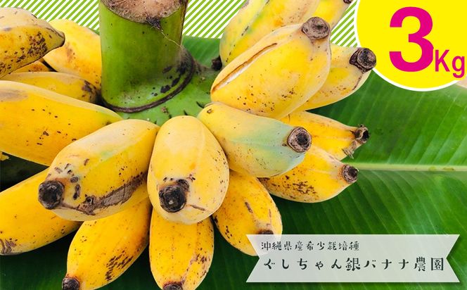 希少 銀バナナの苗 スピード発送 自然農法 沖縄県産 希少栽培種 もっちり!ぐしちゃん銀バナナ/約5㎏ 送料込