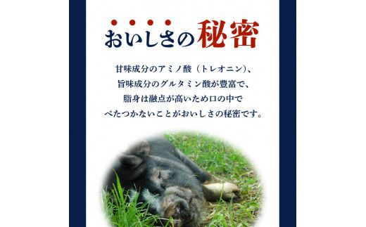種豚場がお届けする鹿児島伝統の黒豚　黒胡椒の効いた黒豚ウインナー　K125-002