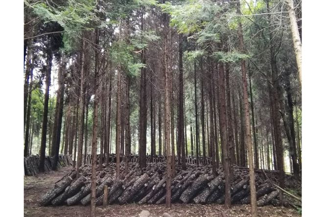 宮崎県産 原木栽培 乾しいたけ 肉厚 どんこ 70g 3袋 計210g [本吉 宮崎県 日向市 452061462] しいたけ 椎茸 乾燥 干し 国産