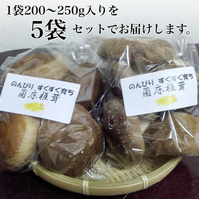 生椎茸 5袋セット 計 1kg以上 のんびりすくすく育った 菌床しいたけ｜生しいたけ 生シイタケ しいたけ きのこ キノコ 茸 野菜 京都 国産 肉厚 訳あり ※～2025年1月中旬頃まで順次発送予定