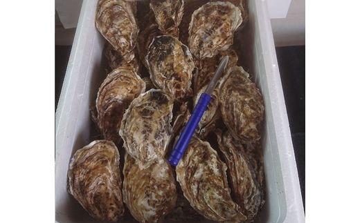 【先行予約】北海道 仙鳳趾名産 牡蠣 100g～149g×40コ＋かきナイフ付き かき漁師直送 K4-2＜出荷期間：2026年7月1日～11月末＞＜センポウシ : 釧路町の東 厚岸湾の西 カキの名産地＞ | せんぽうし 牡蠣 生食用 殻付き 生牡蠣 絶品 産地直送 北海道 釧路町 釧路超 特産品　121-1269-54