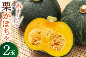 【期間限定発送】 野菜 栗カボチャ 2玉 [たくちゃんの野菜農園 宮崎県 日向市 452060909] かぼちゃ 南瓜 カボチャ 完熟 甘い ホクホク ほっこり133 ブラックのジョー 国産