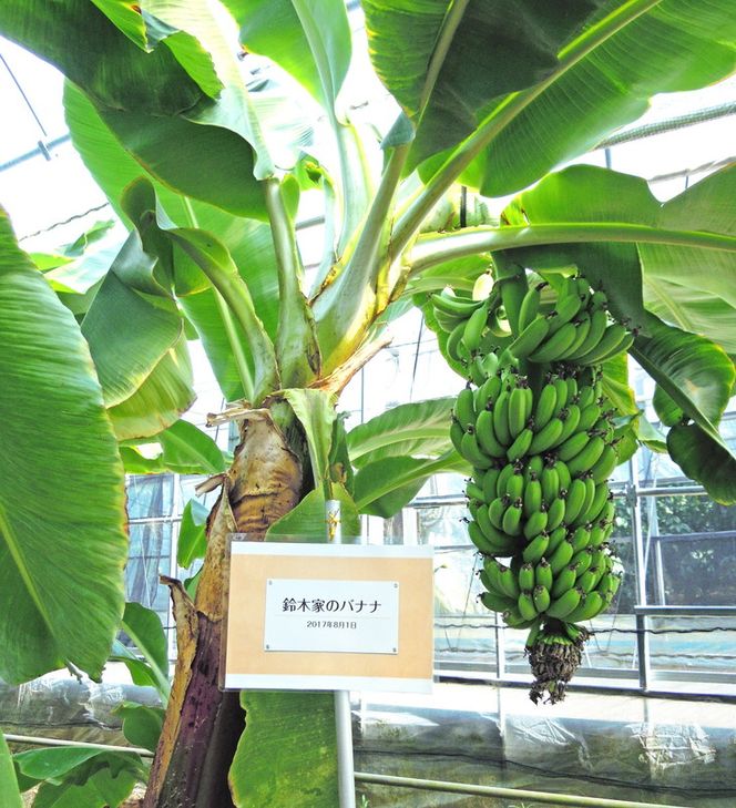 美浜町産ばななオーナー制度 ◆