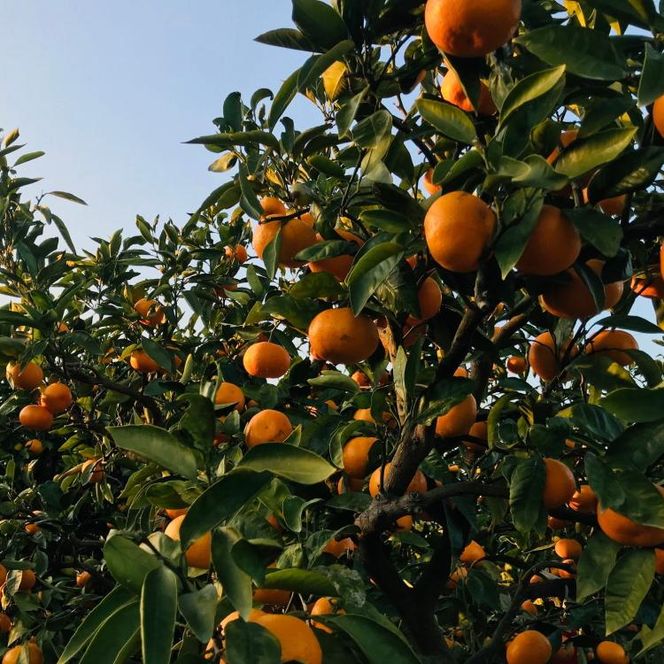 越冬本貯蔵 丹生系 みかん 5kg【先行予約】【高糖系みかん】 	AO062