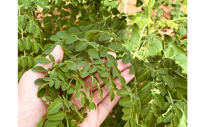 【沖縄ウスリファーム】モリンガ茶ティーパック(大）60g×3袋