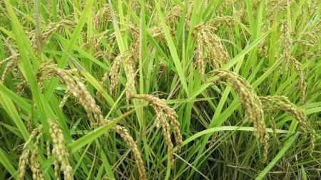 A-319 三木市産山田錦でつくった山田錦バウムセット