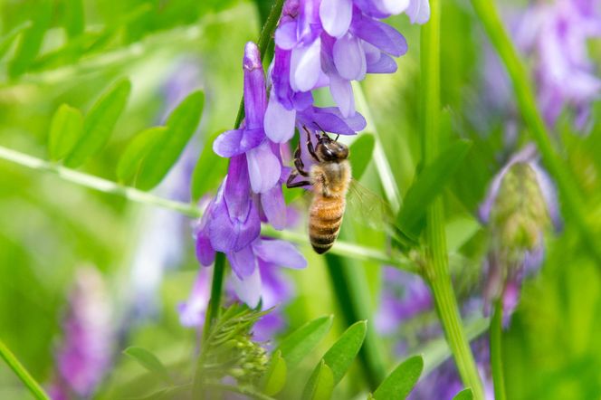 299.国産天然 非加熱はちみつ 230g 2本セット「春の百花」「6.18」