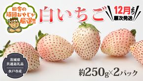 白いちご約250ｇ×2パック【令和6年12月より発送開始】（茨城県共通返礼品：水戸市産）田舎の頑固おやじが厳選！ 茨城県 県産 人気 厳選 果物 くだもの 旬 旬の果物 旬のフルーツ 白イチゴ 白いちご 白苺 いちご イチゴ 苺 [BI229-NT]